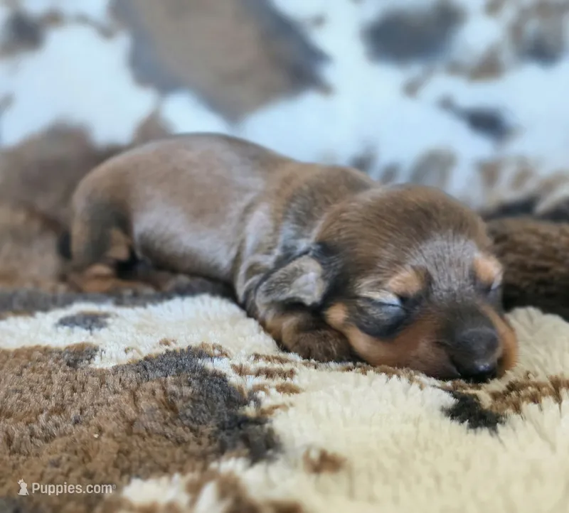 Penny – Miniature Dachshund puppy for sale in Springfield, MO