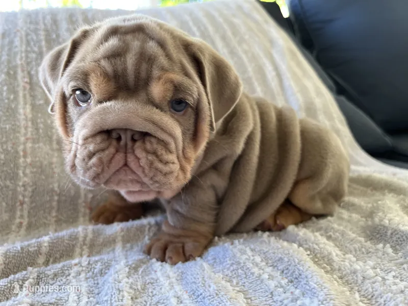 Gloria  – English Bulldog puppy for sale in Port Richey, FL