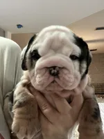 Mr Wilson , a male English Bulldog for sale in Port Richey, FL – 2 of 4