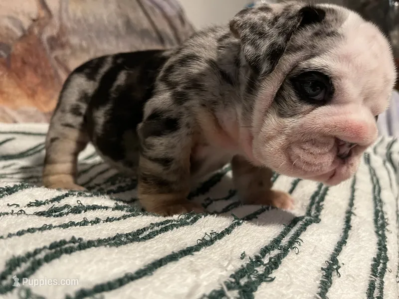 Mr Wilson  – English Bulldog puppy for sale in Port Richey, FL
