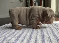 Gloria , a female English Bulldog for sale in Port Richey, FL – 2 of 3