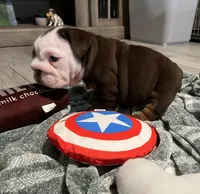Stinkers , a female English Bulldog for sale in Port Richey, FL – 3 of 6