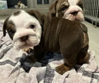Stinkers , a female English Bulldog for sale in Port Richey, FL – 2 of 6