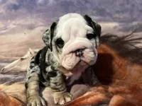 Mr Wilson , a male English Bulldog for sale in Port Richey, FL – 3 of 4