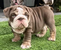 Peter , a male English Bulldog for sale in Port Richey, FL – 6 of 6