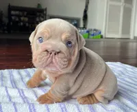 Gloria , a female English Bulldog for sale in Port Richey, FL – 3 of 3