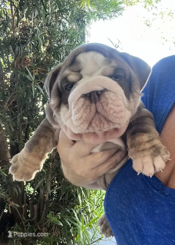 Peter  – English Bulldog puppy for sale in Port Richey, FL