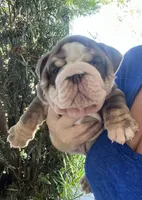 Peter , a male English Bulldog for sale in Port Richey, FL – 1 of 6