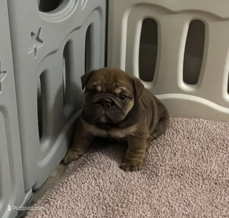 Corey's babies  – English Bulldog puppy for sale in Port Richey, FL