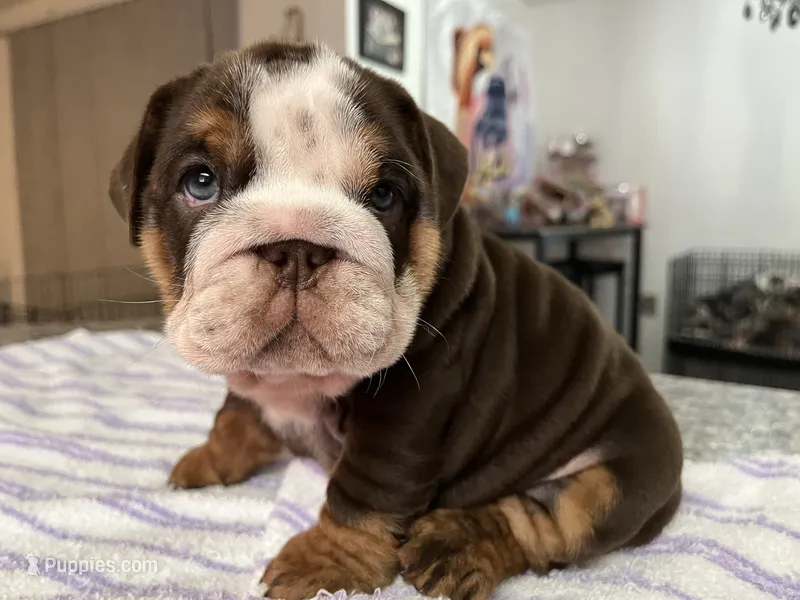 Elvira  – English Bulldog puppy for sale in Port Richey, FL