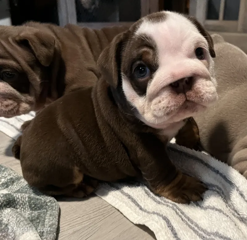 Stinkers  – English Bulldog puppy for sale in Port Richey, FL