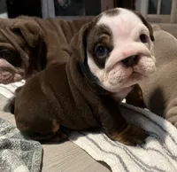Stinkers , a female English Bulldog for sale in Port Richey, FL – 1 of 6