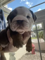 Stinkers , a female English Bulldog for sale in Port Richey, FL – 4 of 6