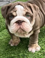 Peter , a male English Bulldog for sale in Port Richey, FL – 4 of 6