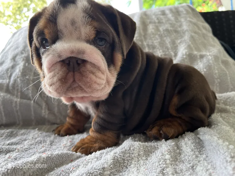 Elvira  – English Bulldog puppy for sale in Port Richey, FL