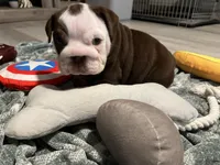 Stinkers , a female English Bulldog for sale in Port Richey, FL – 6 of 6