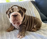 Peter , a male English Bulldog for sale in Port Richey, FL – 3 of 6