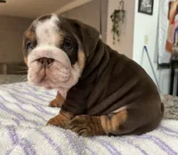 Elvira , a female English Bulldog for sale in Port Richey, FL – 2 of 2