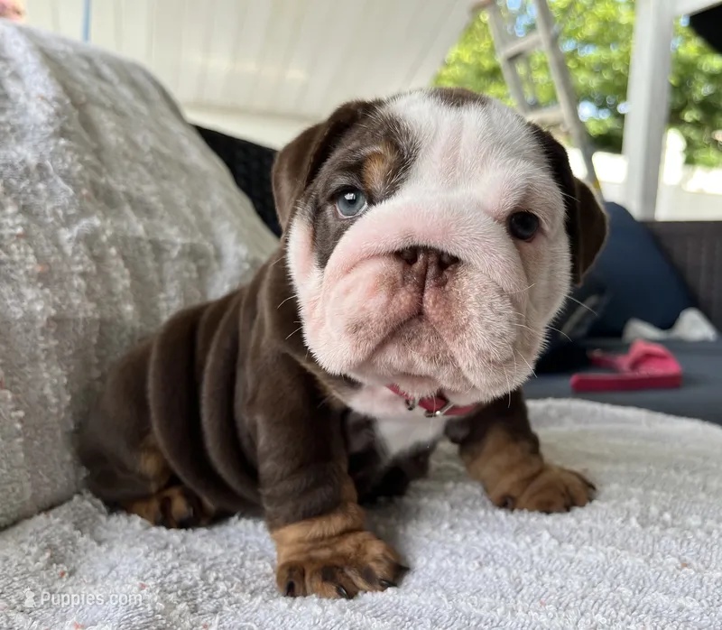 Stinkers  – English Bulldog puppy for sale in Port Richey, FL