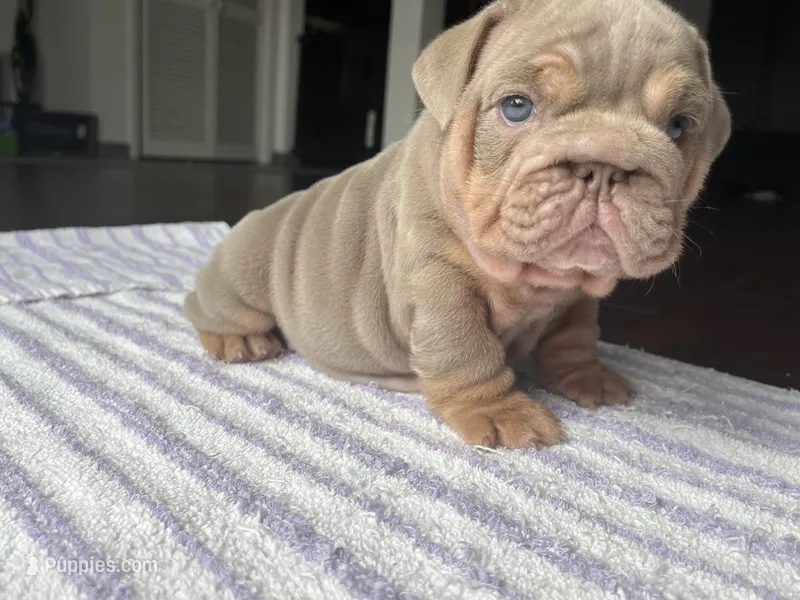 Gloria  – English Bulldog puppy for sale in Port Richey, FL