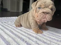 Gloria , a female English Bulldog for sale in Port Richey, FL – 1 of 3