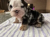 Mr Wilson , a male English Bulldog for sale in Port Richey, FL – 4 of 4