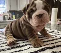 Peter , a male English Bulldog for sale in Port Richey, FL – 2 of 6