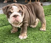 Peter , a male English Bulldog for sale in Port Richey, FL – 5 of 6