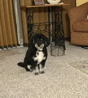 Grace Ann, a female Miniature Bernedoodle for sale in Bay City, MI – 2 of 7