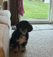 Grace Ann, a female Miniature Bernedoodle for sale in Bay City, MI – 6 of 7