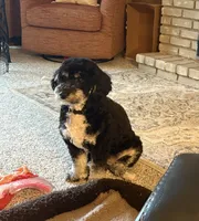 Grace Ann, a female Miniature Bernedoodle for sale in Bay City, MI – 3 of 7