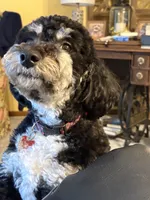 Grace Ann, a female Miniature Bernedoodle for sale in Bay City, MI – 5 of 7