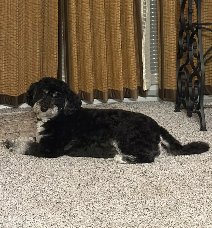 Grace Ann – Miniature Bernedoodle puppy for sale in Bay City, MI