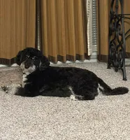 Grace Ann, a female Miniature Bernedoodle for sale in Bay City, MI – 1 of 7