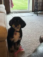 Grace Ann, a female Miniature Bernedoodle for sale in Bay City, MI – 7 of 7