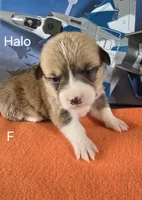 Halo-Orange, a female Pembroke Welsh Corgi for sale in Milton, FL – 2 of 4