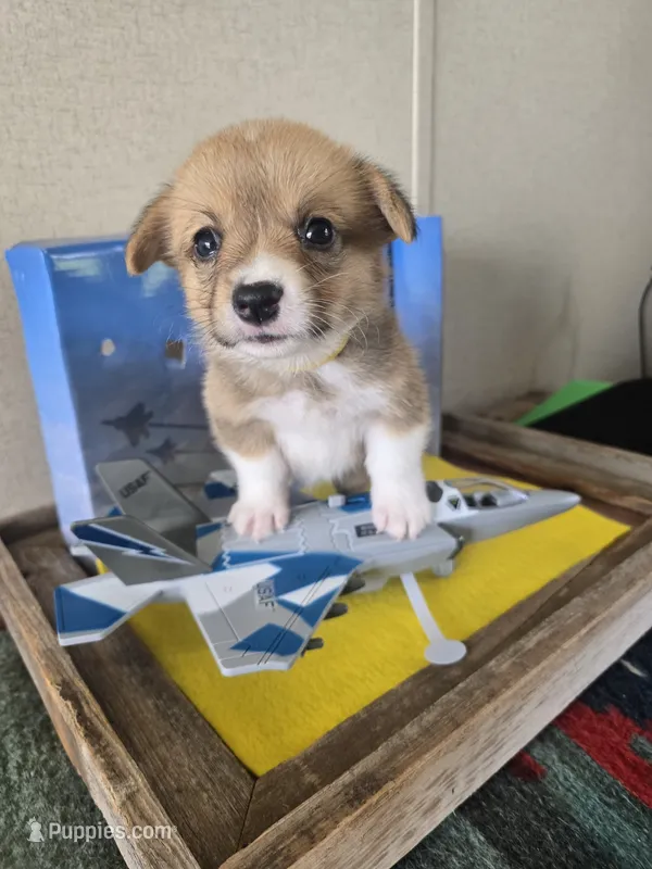 Rooster -yellow  – Pembroke Welsh Corgi puppy for sale in Milton, FL