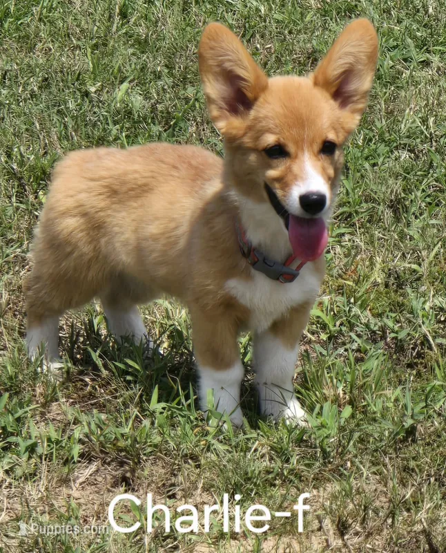 CHARLIE – Pembroke Welsh Corgi puppy for sale in Milton, FL