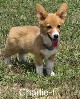 CHARLIE, a female Pembroke Welsh Corgi for sale in Milton, FL – 2 of 9