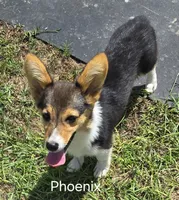 Phoenix, a female Pembroke Welsh Corgi for sale in Milton, FL – 2 of 7