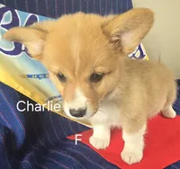 CHARLIE, a female Pembroke Welsh Corgi for sale in Milton, FL – 4 of 7