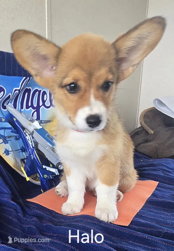 Halo-Orange – Pembroke Welsh Corgi puppy for sale in Milton, FL