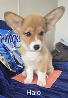 Halo-Orange, a female Pembroke Welsh Corgi for sale in Milton, FL – 1 of 6