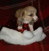 male 2, a male Pembroke Welsh Corgi for sale in Milton, FL – Photo 7 of 10