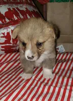 male 2, a male Pembroke Welsh Corgi for sale in Milton, FL – Photo 2 of 10