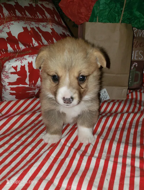 male 2, a male Pembroke Welsh Corgi for sale in Milton, FL – Photo 1 of 10