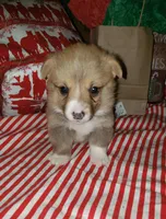 male 2, a male Pembroke Welsh Corgi for sale in Milton, FL – Photo 1 of 10
