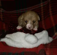 male 2, a male Pembroke Welsh Corgi for sale in Milton, FL – Photo 4 of 10