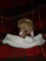 male 2, a male Pembroke Welsh Corgi for sale in Milton, FL – Photo 10 of 10