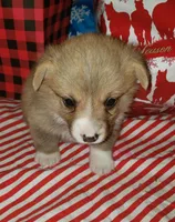 male 2, a male Pembroke Welsh Corgi for sale in Milton, FL – Photo 3 of 10